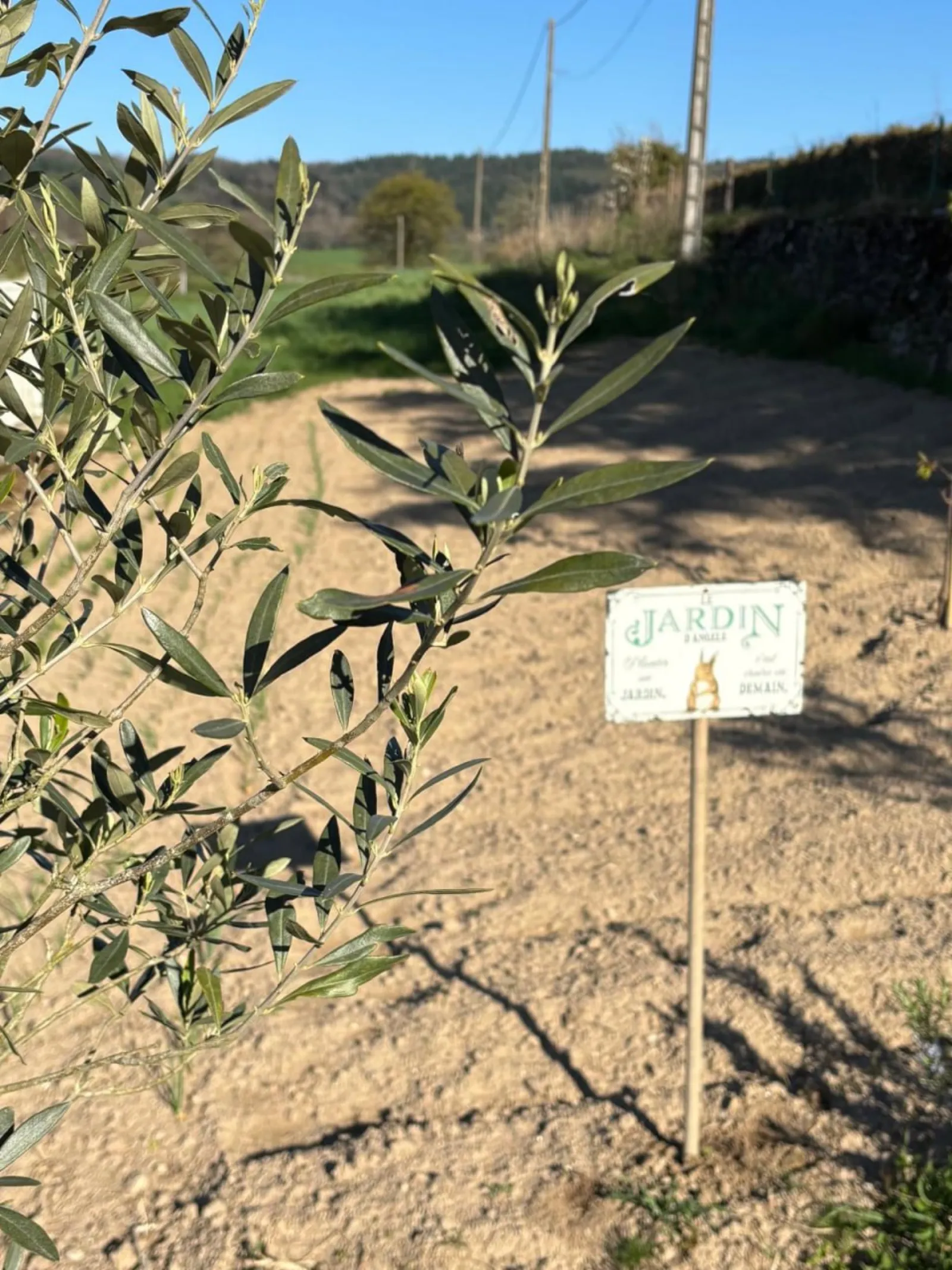 Ulivo centenario nel giardino